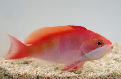 PSEUDANTHIAS KASHIWAE